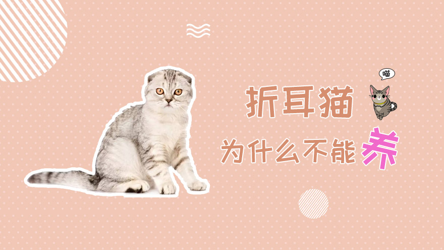 折耳猫为什么不能养